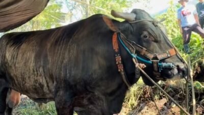 Sapi Asal Maros Terpilih Jadi Hewan Kurban Presiden