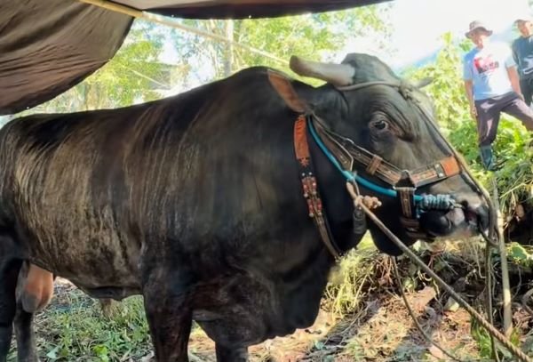 Sapi Asal Maros Terpilih Jadi Hewan Kurban Presiden