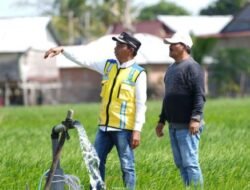 700 Hektare Sawah di Sidrap Berjuang Hadapi El Nino, Bupati Gerak Cepat