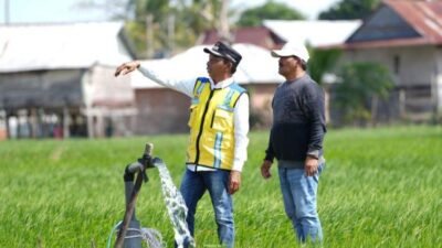 700 Hektare Sawah di Sidrap Berjuang Hadapi El Nino, Bupati Gerak Cepat