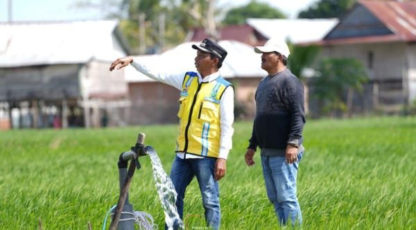 700 Hektare Sawah di Sidrap Berjuang Hadapi El Nino, Bupati Gerak Cepat