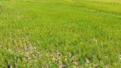 Jerit Petani Buttusappa Pinrang Ditengah El Nino: Sawah Retak, Padi Kerdil