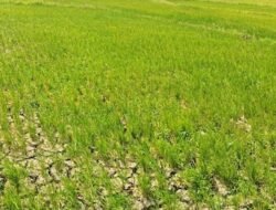 Jerit Petani Buttusappa Pinrang Ditengah El Nino: Sawah Retak, Padi Kerdil