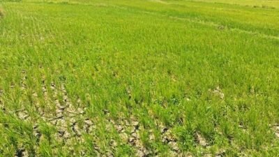 Jerit Petani Buttusappa Pinrang Ditengah El Nino: Sawah Retak, Padi Kerdil