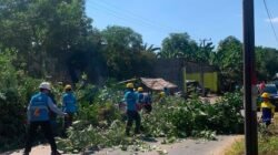 Cegah Gangguan Listrik, PLN UP3 Makassar Selatan Pangkas Pohon Dekat Jaringan di Gowa