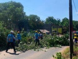 Cegah Gangguan Listrik, PLN UP3 Makassar Selatan Pangkas Pohon Dekat Jaringan di Gowa