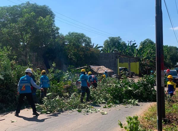 Cegah Gangguan Listrik, PLN UP3 Makassar Selatan Pangkas Pohon Dekat Jaringan di Gowa