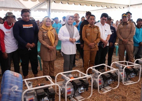 Petani Sidrap Panen 10,4 Ton Per Hektare Ditengah Kemaru