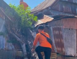 Dihantam Angin Kencang, Pohon Tumbang Timpa Rumah Warga di Turatea Jeneponto