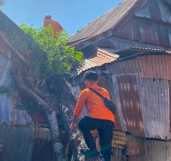 Dihantam Angin Kencang, Pohon Tumbang Timpa Rumah Warga di Turatea Jeneponto