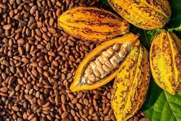 OJK Perkuat TPAKD Sulsel, Dorong Pembiayaan dan Pengembangan Kakao