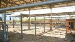 Appi Segera Upgrade RPH Tamangapa jadi Rumah Magot, Target Olah 7,2 Ton Sampah Perbulan