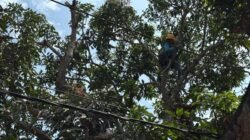 Momentum Hari Pelanggan Nasional, PLN UP3 Makassar Selatan Gelar Pemeliharaan Terpadu di Galesong Takalar