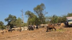 TPA Tamangapa Siapkan Penangkaran Sapi, Sampah Organik Jadi Pakan