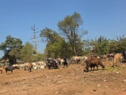 TPA Tamangapa Siapkan Penangkaran Sapi, Sampah Organik Jadi Pakan