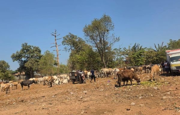 TPA Tamangapa Siapkan Penangkaran Sapi, Sampah Organik Jadi Pakan