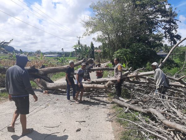 Pohon Tumbang Tutup Akses di Jeneponto, Bhabinkamtibmas dan Warga Gotong Royong