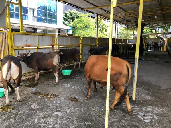 Nurdin Halid Serahkan 40 Ekor Sapi Kurban untuk Masyarakat di Dapil Sulsel II
