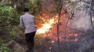 Karhutla Hanguskan 5 Hektare Lahan di Mamasa
