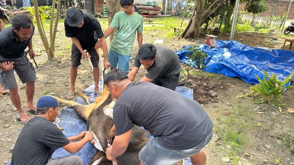 130 Sapi Kurban dari NasDem Sulsel, Wujud Nyata Politik Kemanusiaan