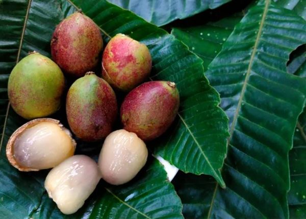 Belum Banyak Dikenal, Ini 4 Manfaat Buah Matoa Bagi Kesehatan