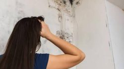 Waspadai Black Mold! Jamur Hitam di Rumah Bisa Picu Masalah Pernapasan Serius