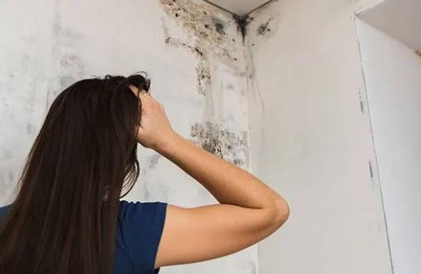 Waspadai Black Mold! Jamur Hitam di Rumah Bisa Picu Masalah Pernapasan Serius