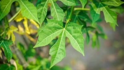Jarang Dilirik, Daun Pepaya Ternyata Punya Beragam Manfaat untuk Kesehatan