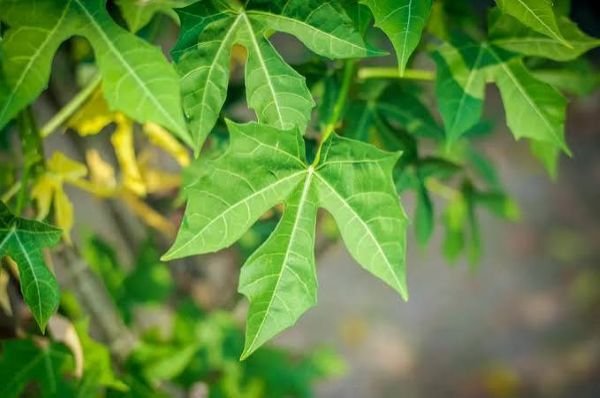 Jarang Dilirik, Daun Pepaya Ternyata Punya Beragam Manfaat untuk Kesehatan