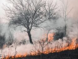 BMKG Ungkap 4 Provinsi Rawan Karhutla, Warga Diminta Waspada