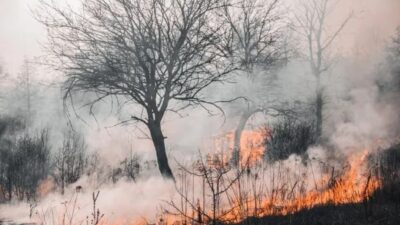 BMKG Ungkap 4 Provinsi Rawan Karhutla, Warga Diminta Waspada