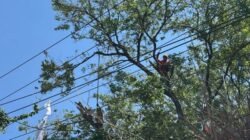 Sambut Hari Pelanggan Nasional, PLN Manfaatkan Waktu Padam Bergilir untuk Pemeliharaan Jaringan di Malengkeri