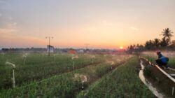 PLN Hadirkan Listrik untuk Petani di Bone, Produktivitas Naik dan Biaya Operasional Turun 74 Persen