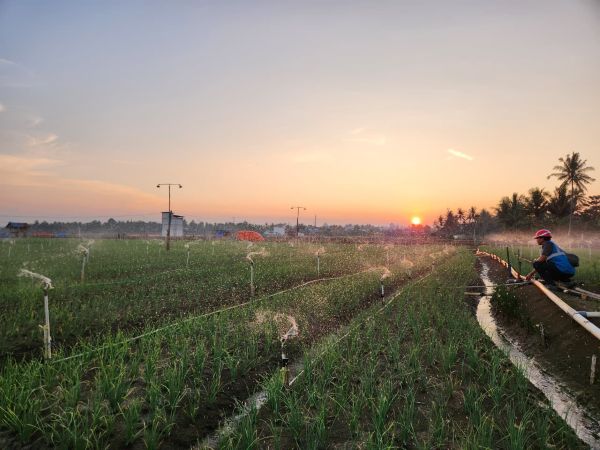 PLN Hadirkan Listrik untuk Petani di Bone, Produktivitas Naik dan Biaya Operasional Turun 74 Persen