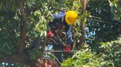 Jelang Hari Pelanggan Nasional, PLN Makassar Selatan Lakukan Pemangkasan Terpadu di Kawasan Tanjung
