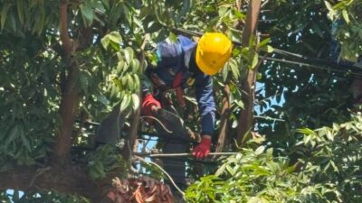 Jelang Hari Pelanggan Nasional, PLN Makassar Selatan Lakukan Pemangkasan Terpadu di Kawasan Tanjung
