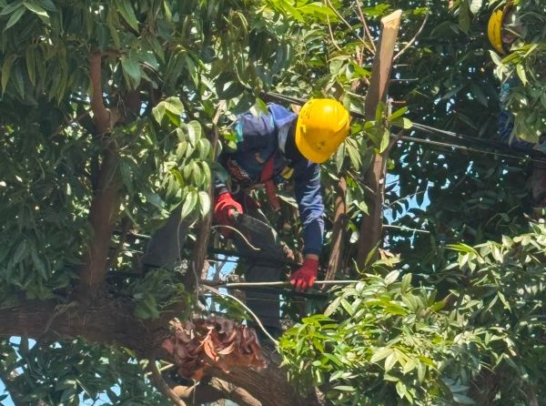 Jelang Hari Pelanggan Nasional, PLN Makassar Selatan Lakukan Pemangkasan Terpadu di Kawasan Tanjung