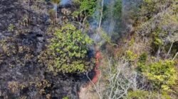 3.000 Titik Panas di Sulbar, Suhardi Duka Imbau Warga Bersama Cegah Kebakaran