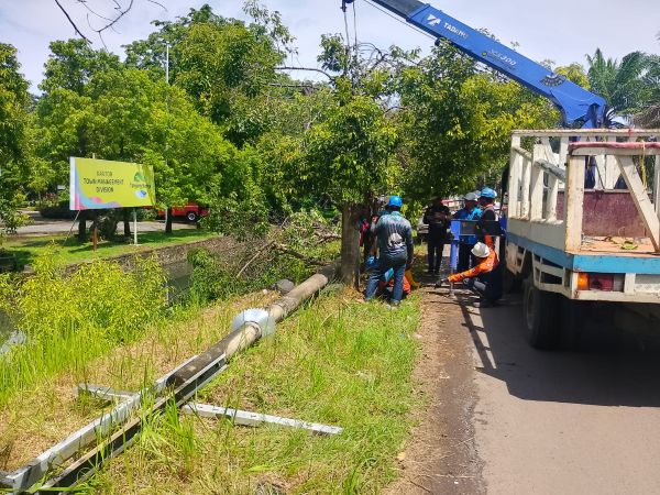 Pohon Tumbang Robohkan Tiang Listrik di Tanjung Bunga, Satu Warga Luka